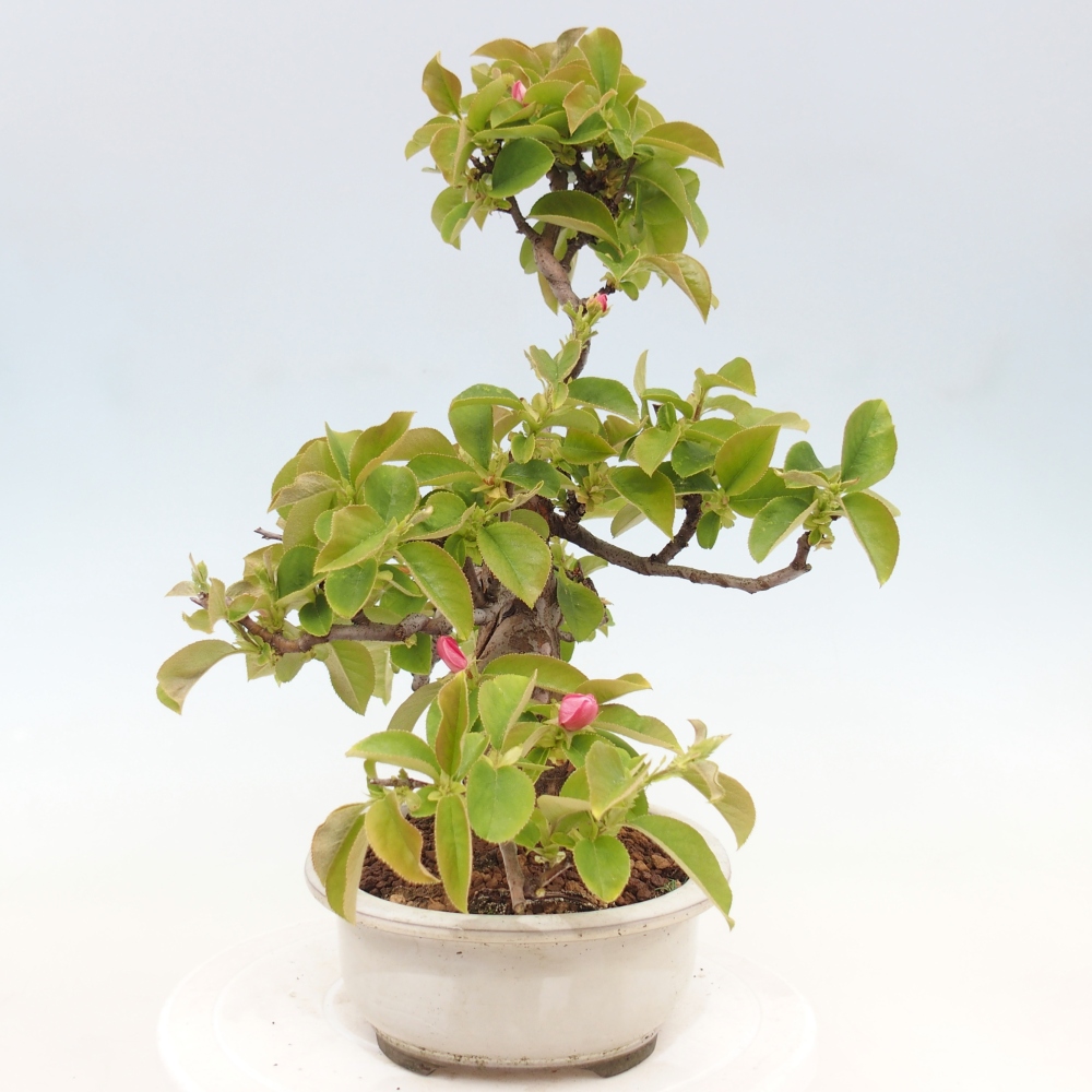 Bonsai für draußen - Pseudocydonia sinensis - Chinesische Quitte