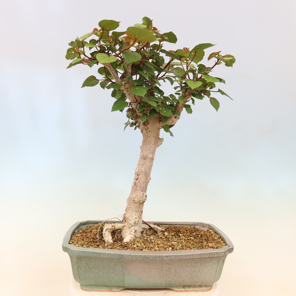 Zimmerbonsai - Hibiscus tiliaceus - Meeres-Hibiskus