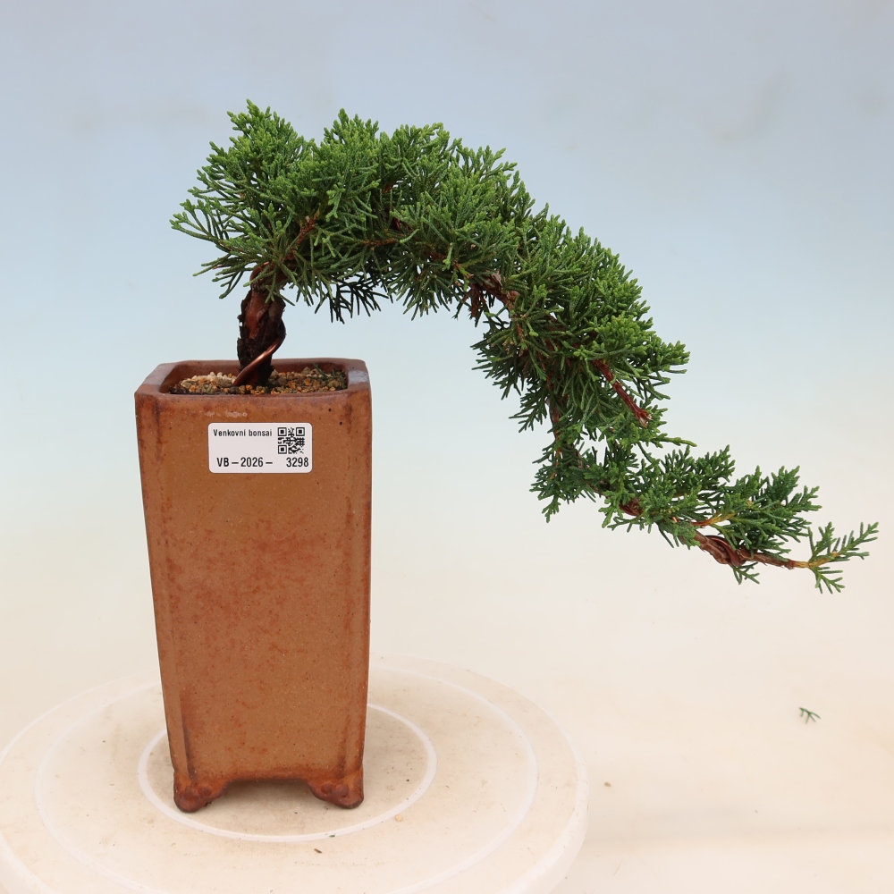 Bonsai für draußen - Juniperus chinensis Kishu