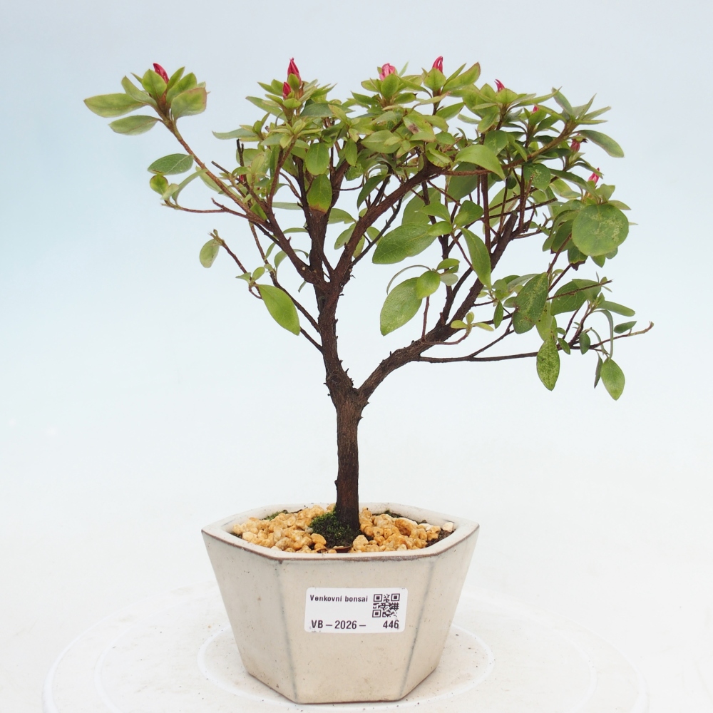Bonsai für draußen - Japanische Azalee - Azalea sp.