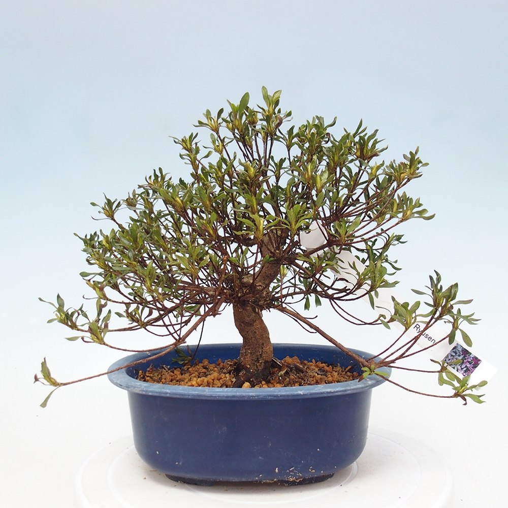 Bonsai für draußen - Japanische Azalee - Azalea Ryusen