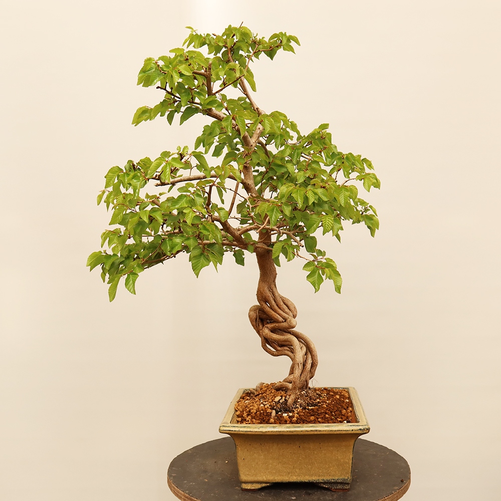Bonsai im Freien - Carpinus Coreana - Koreanische Hainbuche