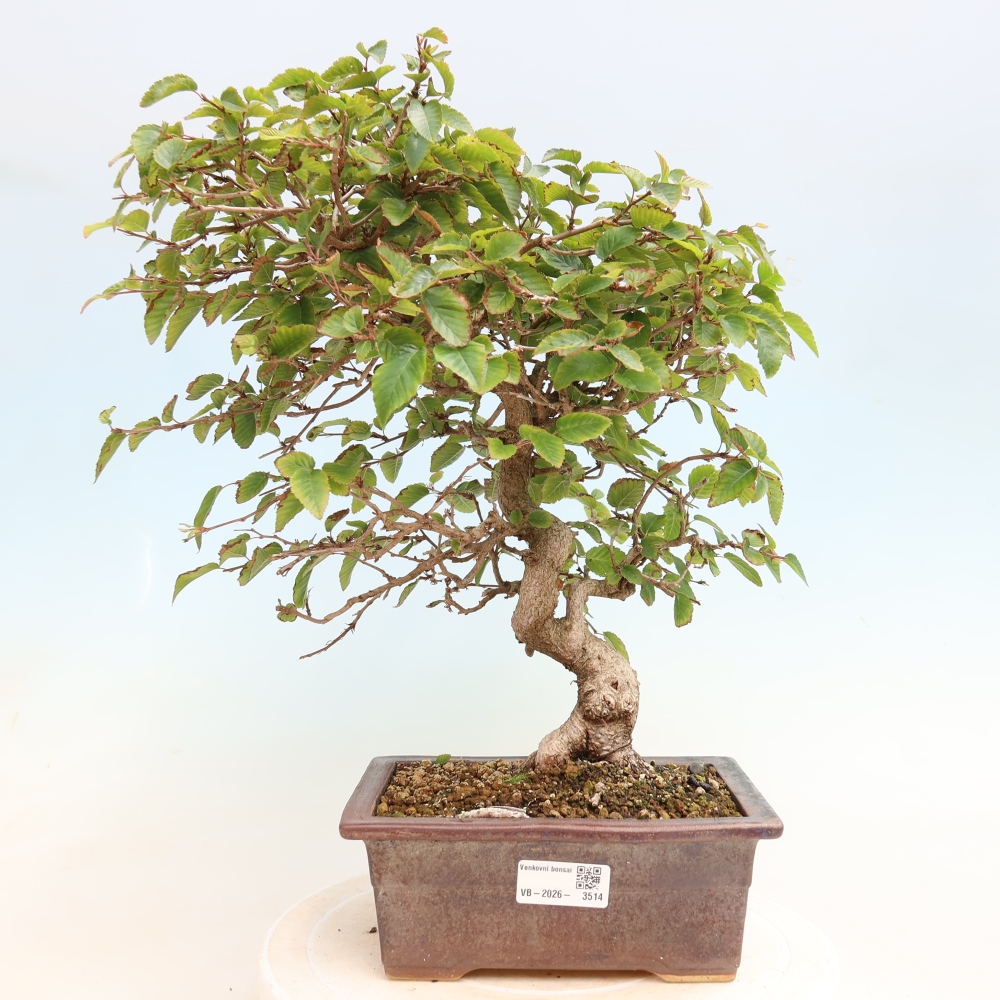 Bonsai für draußen -Carpinus CARPINOIDES - Koreanische Hainbuche