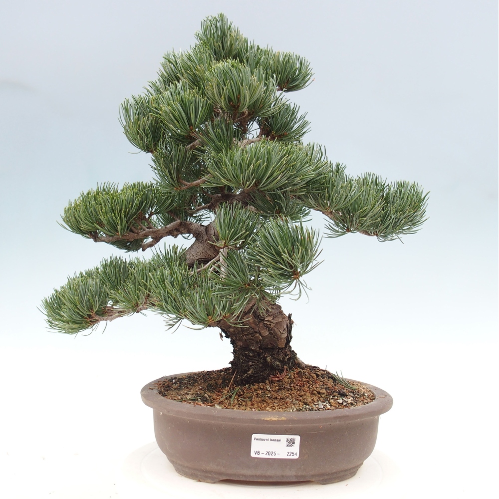 Bonsai im Freien - Pinus parviflora - kleine Kiefer