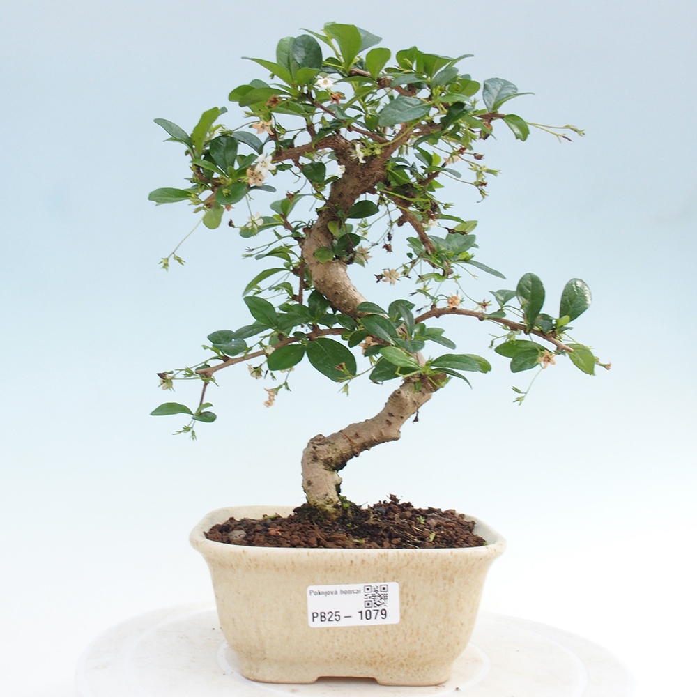 Zimmerbonsai - Carmona Macrophylla - Fuki-Tee