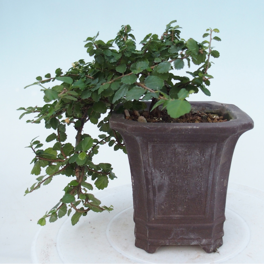 Zimmerbonsai - Grewia sp. - Grewia malafolia