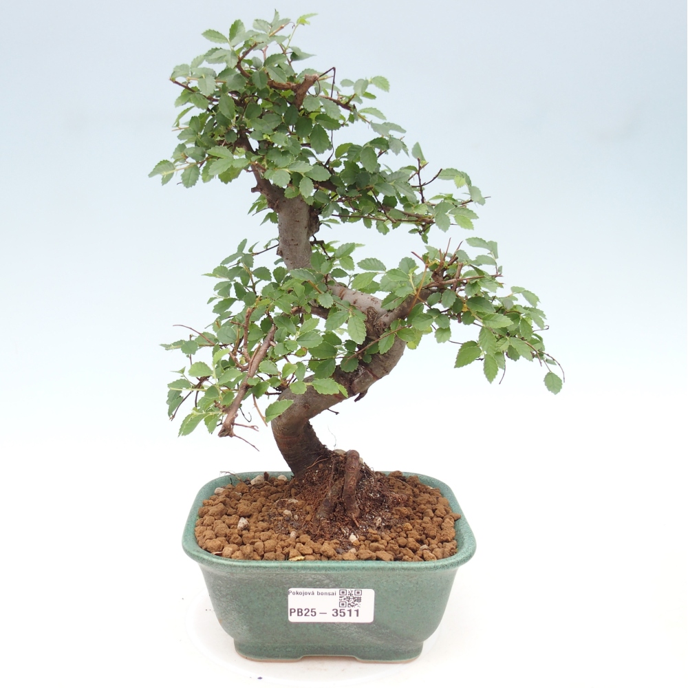 Zimmerbonsai - Ulmus parvifolia - Kleinblättrige Ulme