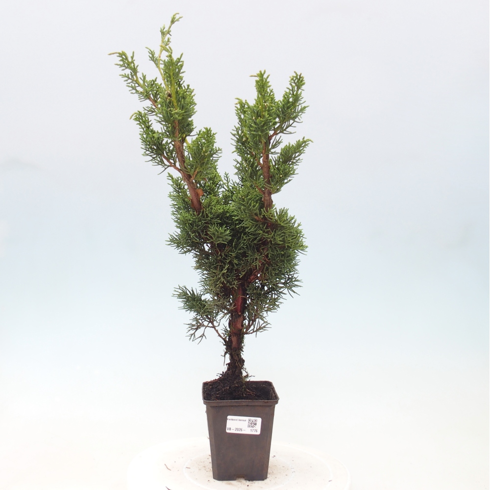Bonsai für draußen - Juniperus chinensis Kishu