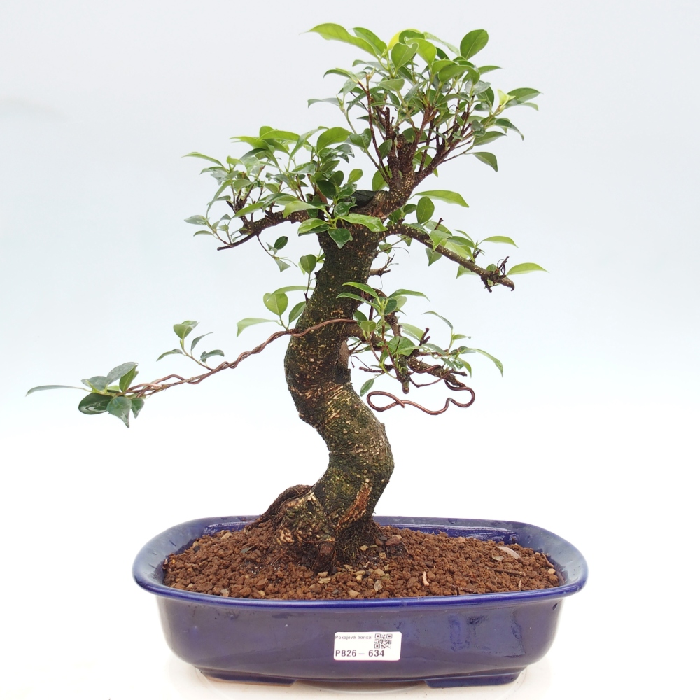 Zimmerbonsai - Ficus kimmen - Kleinblättriger Ficus