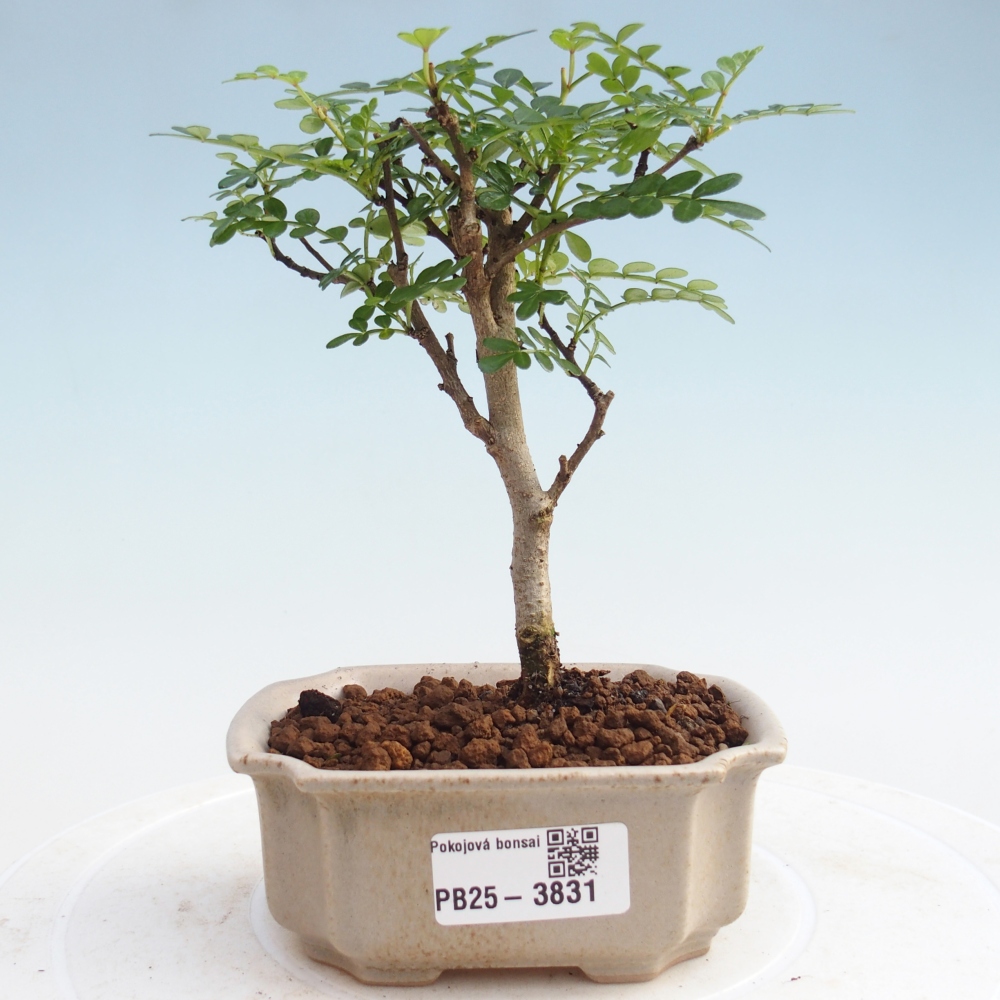 Zimmer Bonsai - Zantoxylum piperitum - Pfefferbaum PB220935