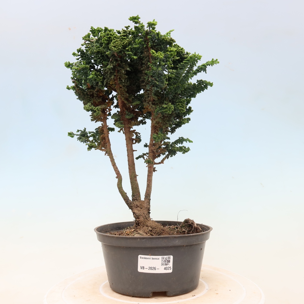 Bonsai für draußen - Cham. obtusa SEKKA HINOKI - Zypresse