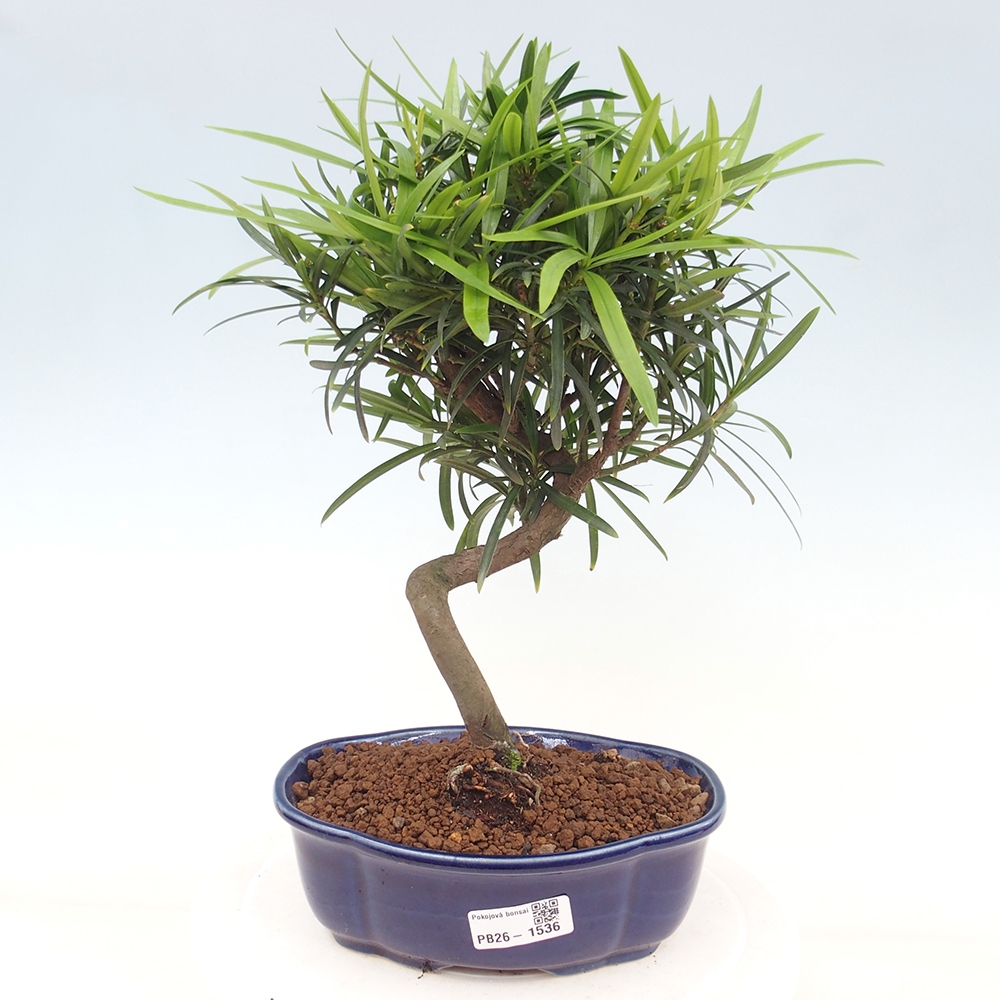 Zimmerbonsai - Podocarpus - Stein-Eibe