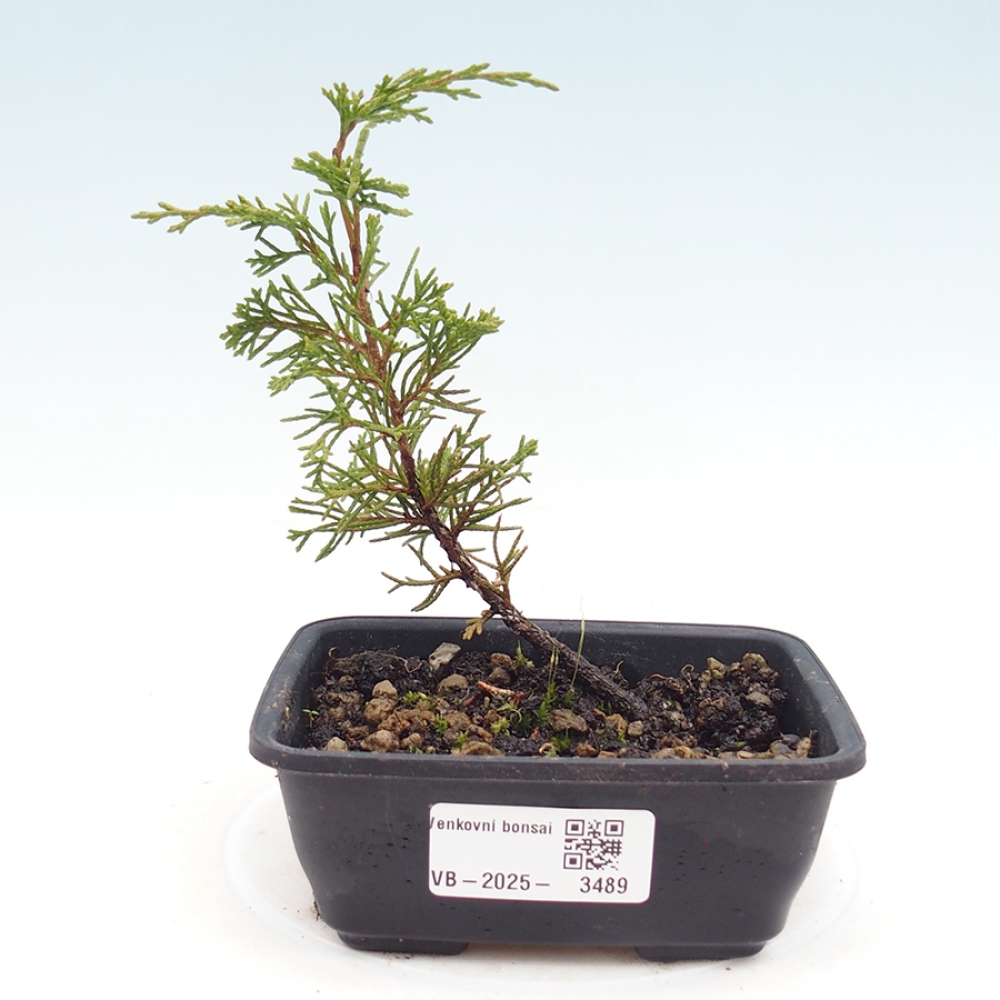 Bonsai für draußen - Juniperus chinensis Itoigawa