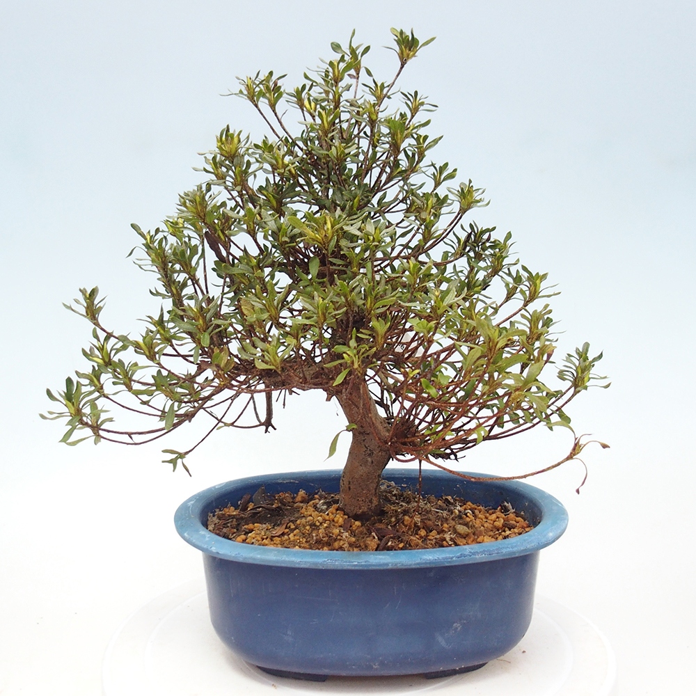 Bonsai für draußen - Japanische Azalee - Azalea Ryusen