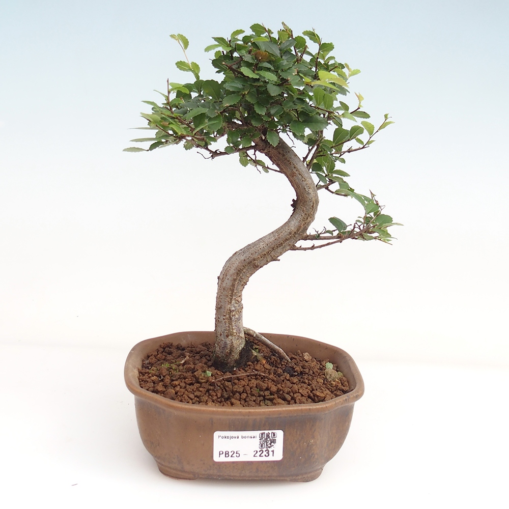 Zimmer Malolistý Ulme Bonsai