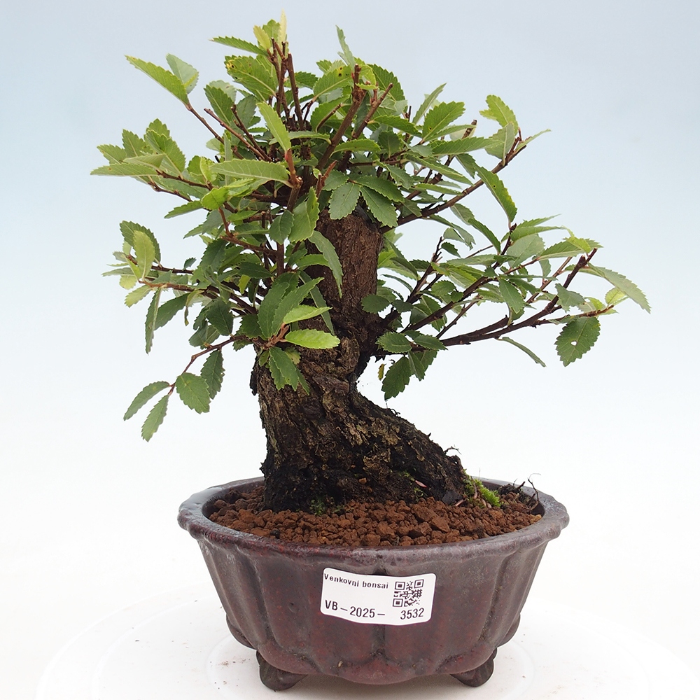 Bonsai im Freien - Zelkova - Zelkova serrata
