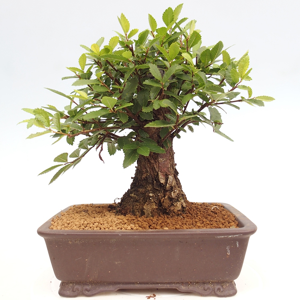 Bonsai im Freien - Zelkova - Zelkova NIRE