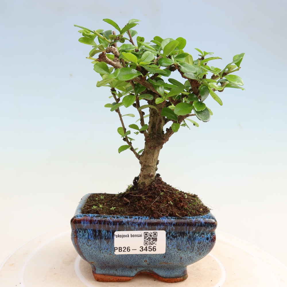 Zimmer-Bonsai - Carmona macrophylla - Tee-Fuki