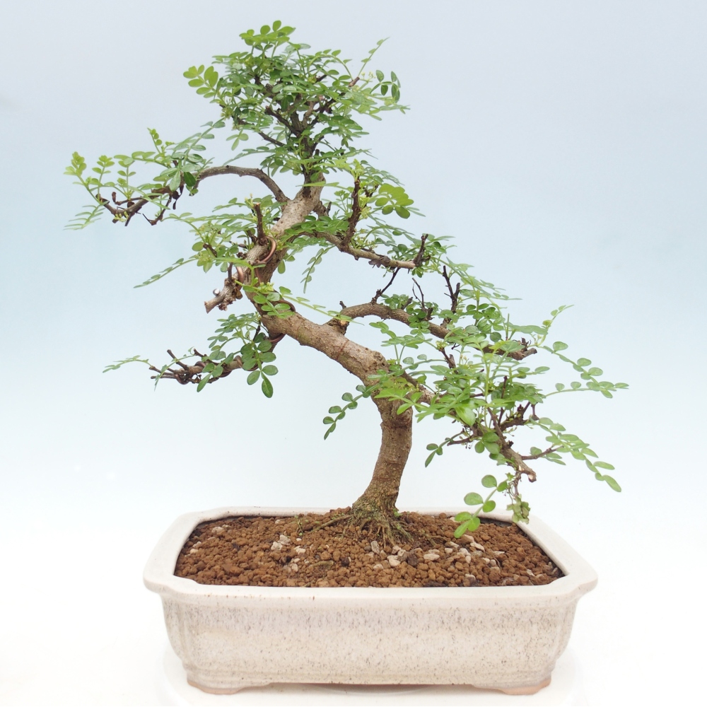Zimmerbonsai - Zantoxylum piperitum - Pfefferbaum