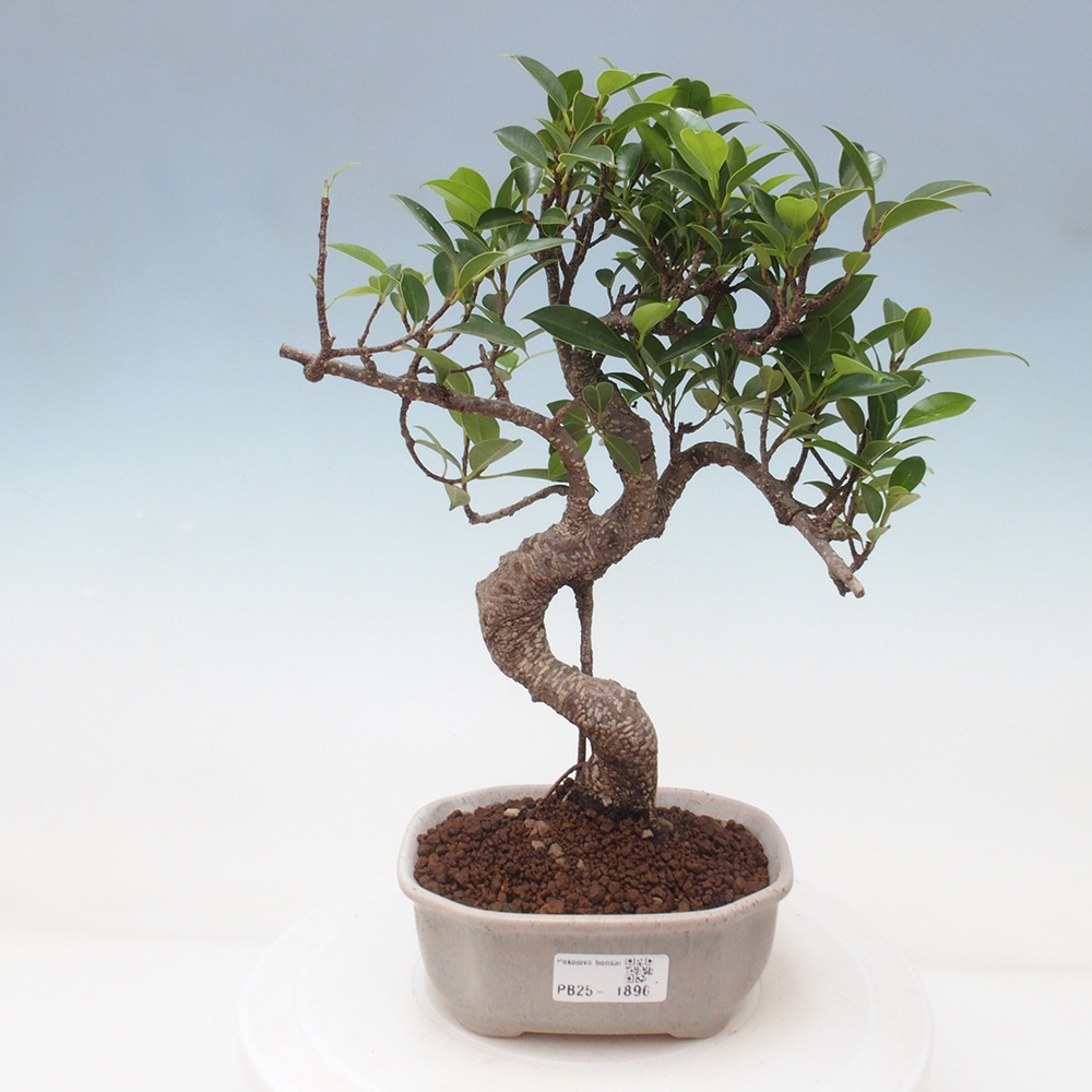 Indoor-Bonsai - Ficus retusa - kleiner Ficus