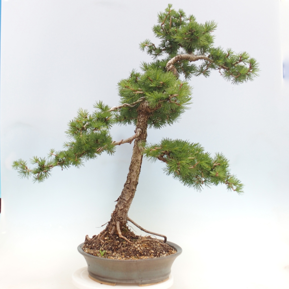 Bonsai für draußen -Larix decidua - Lärche