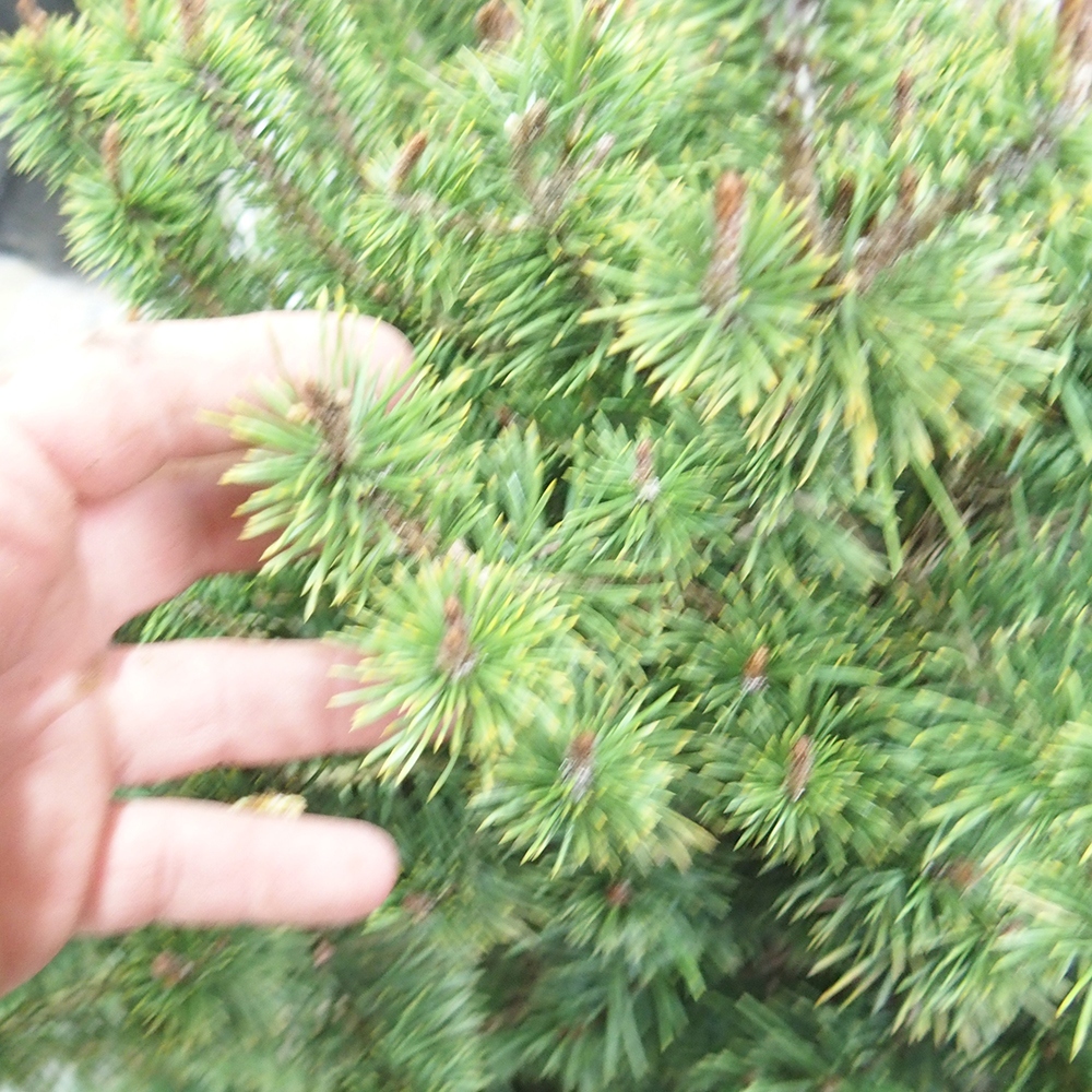 Yamadori - Pinus sylvestris 