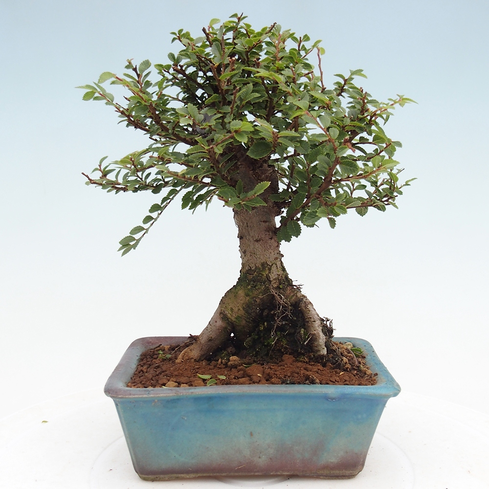 Bonsai im Freien - Ulmus parvifolia Hokkaido - Chinesische Ulme
