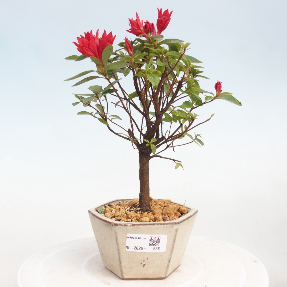 Bonsai für draußen - Japanische Azalee - Azalea sp.