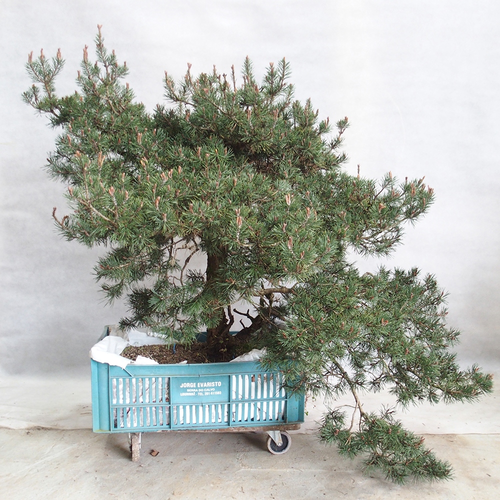 Yamadori - Pinus sylvestris 