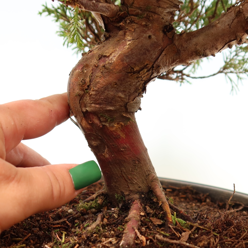 Bonsai für draußen - Juniperus chinensis Itoigawa-Juniperus chinensis