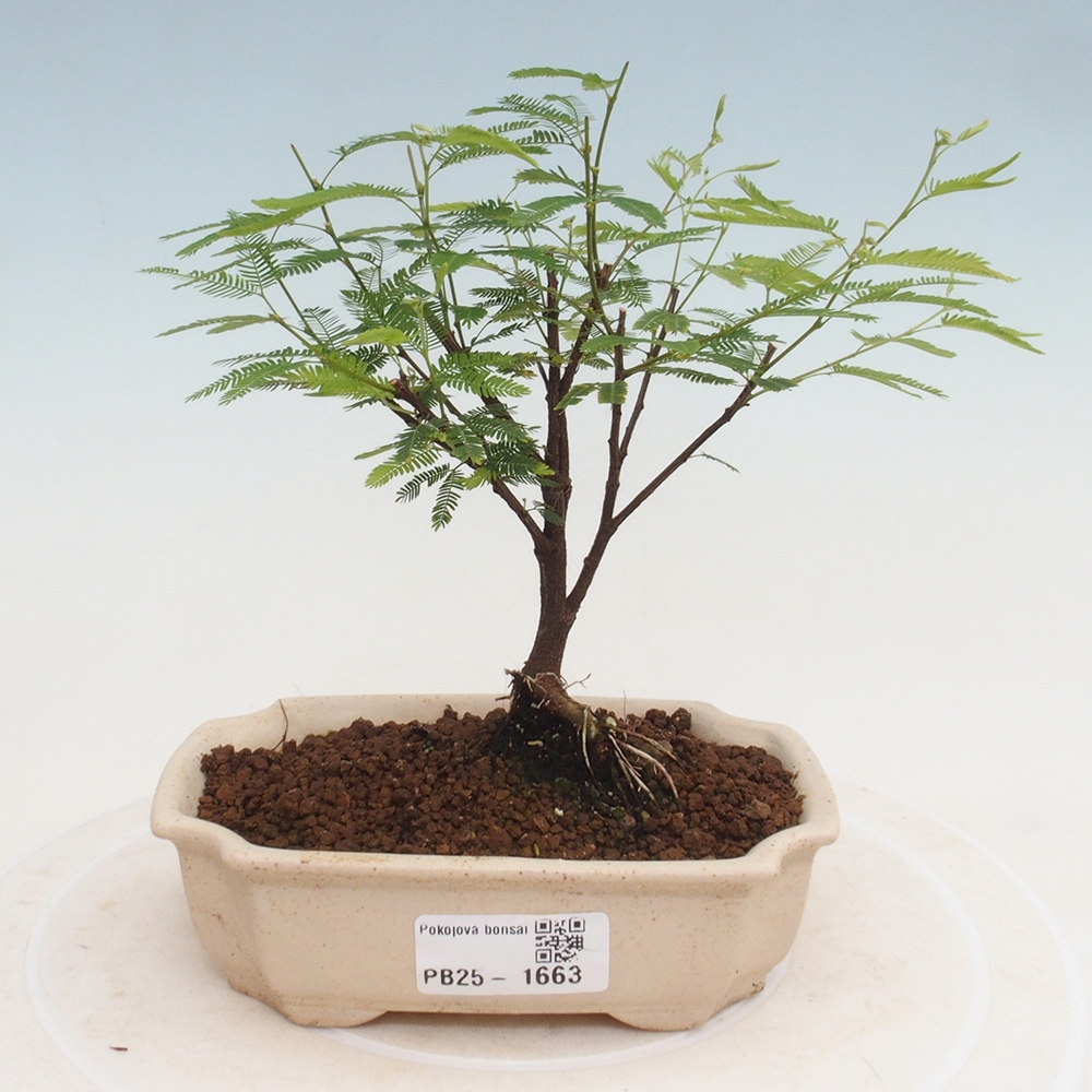 Zimmer Bonsai-Calliandra surinamensis Dixie Pink -Kaliandra von Suria