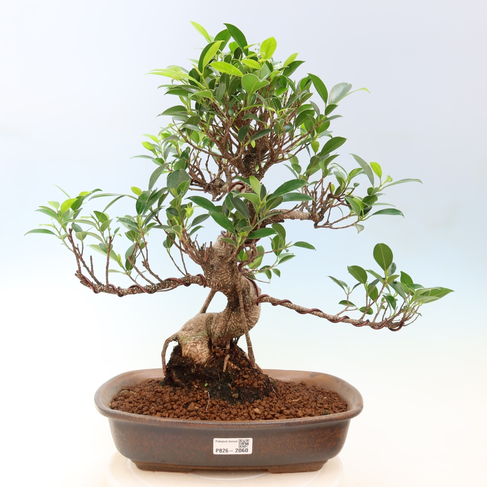 Zimmerbonsai - Ficus kimmen - Kleinblättriger Ficus