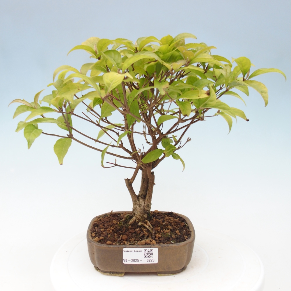 Bonsai im Freien - wunderschöne Pflanze - Callicarpa japonica