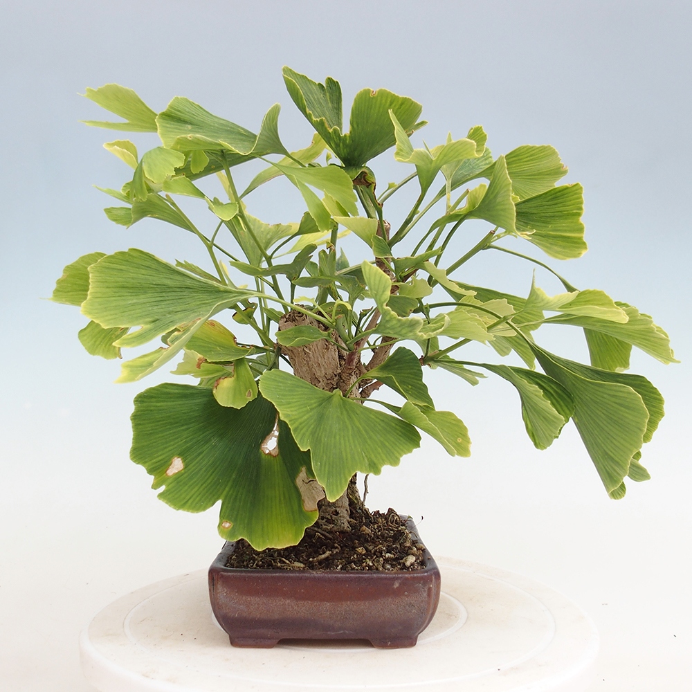 Bonsai im Freien - Jinan biloba - Ginkgo biloba
