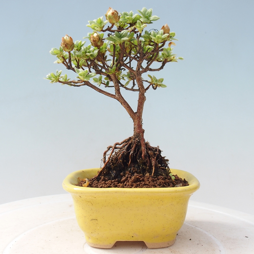 Outdoor-Bonsai - Rododendron indicum - Japanische Azalee