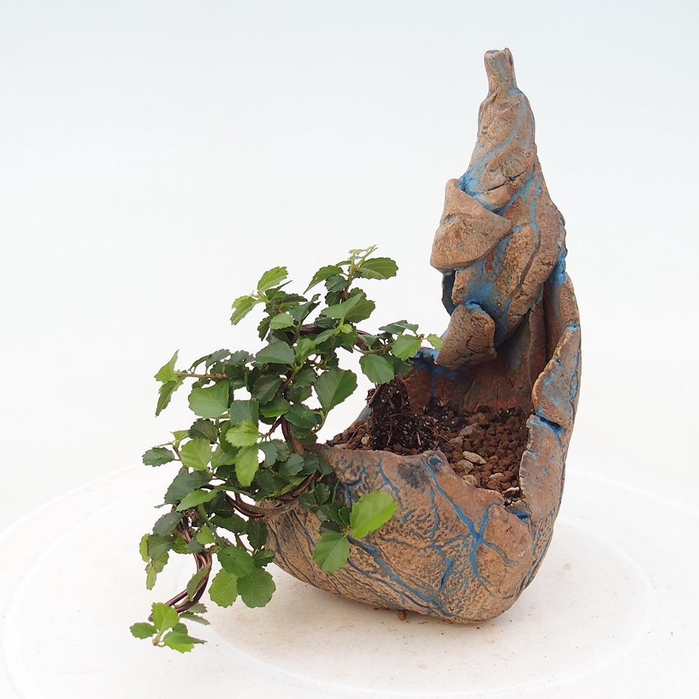 Zimmerbonsai - Grewia sp. - Grewia malafolia