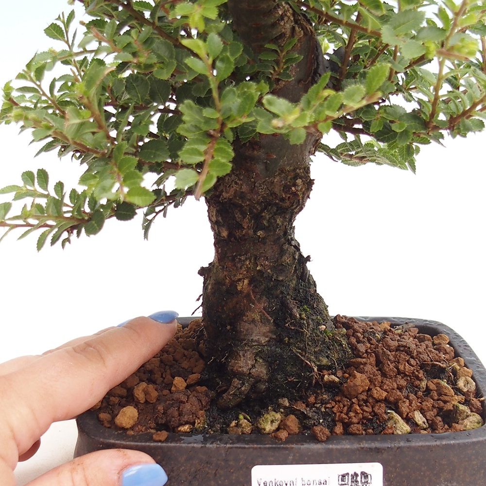 Bonsai im Freien - Ulmus parvifolia Hokkaido - Chinesische Ulme