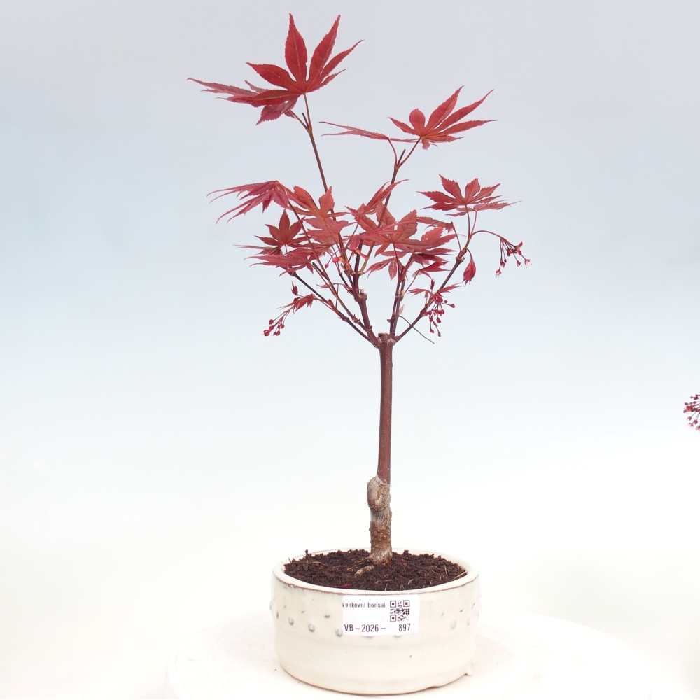 Bonsai für draußen - Acer-Palme. Atropurpureum-Javor palmate