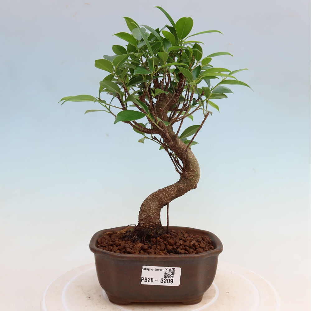 Zimmerbonsai - Ficus kimmen - Kleinblättriger Ficus