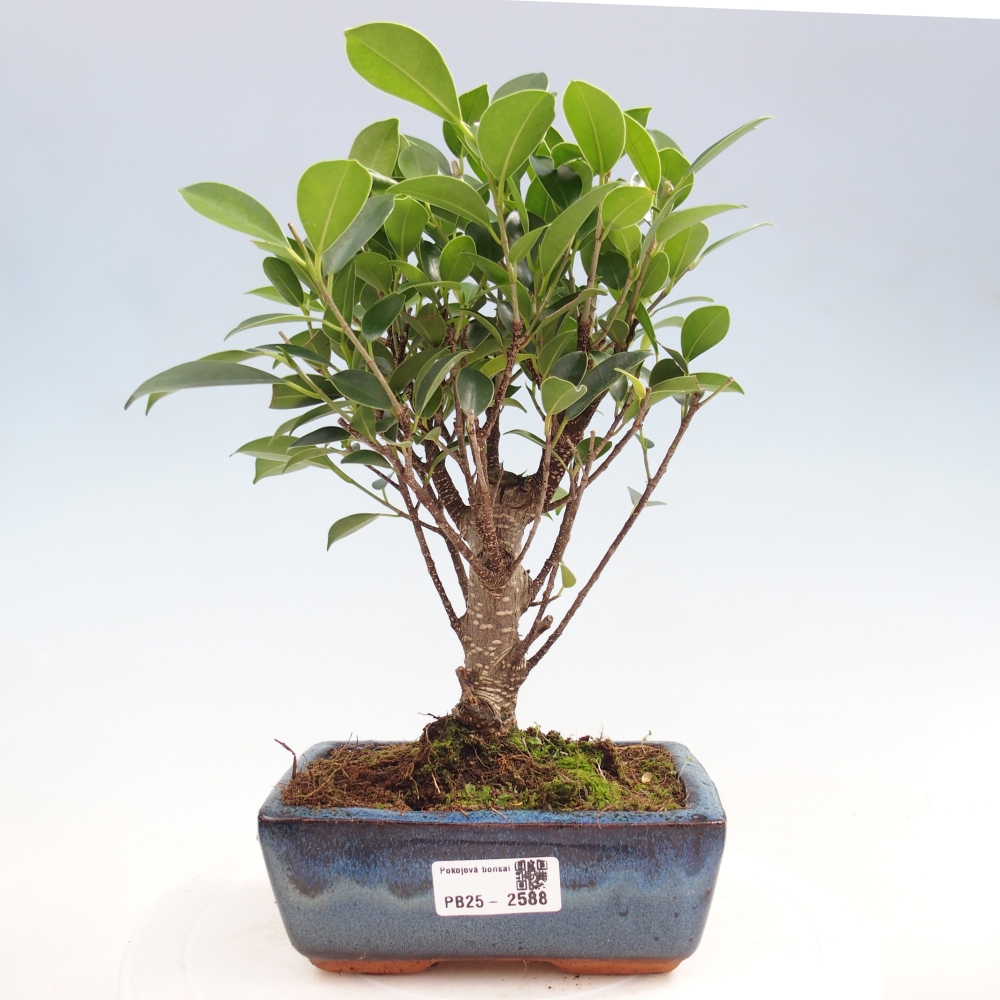 Zimmerbonsai - Ficus retusa - kleinblättriger Ficus