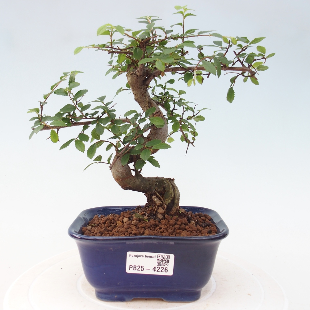 Zimmerbonsai - Ulmus parvifolia - Kleinblättrige Ulme