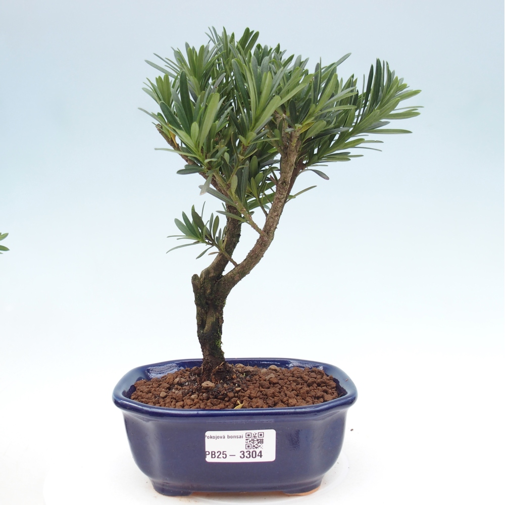 Zimmerbonsai - Podocarpus - Stein-Eibe