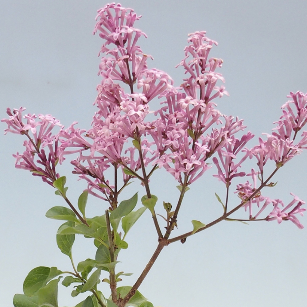 Bonsai für draußen - Syringa microphylla - Kleinblütiger Flieder