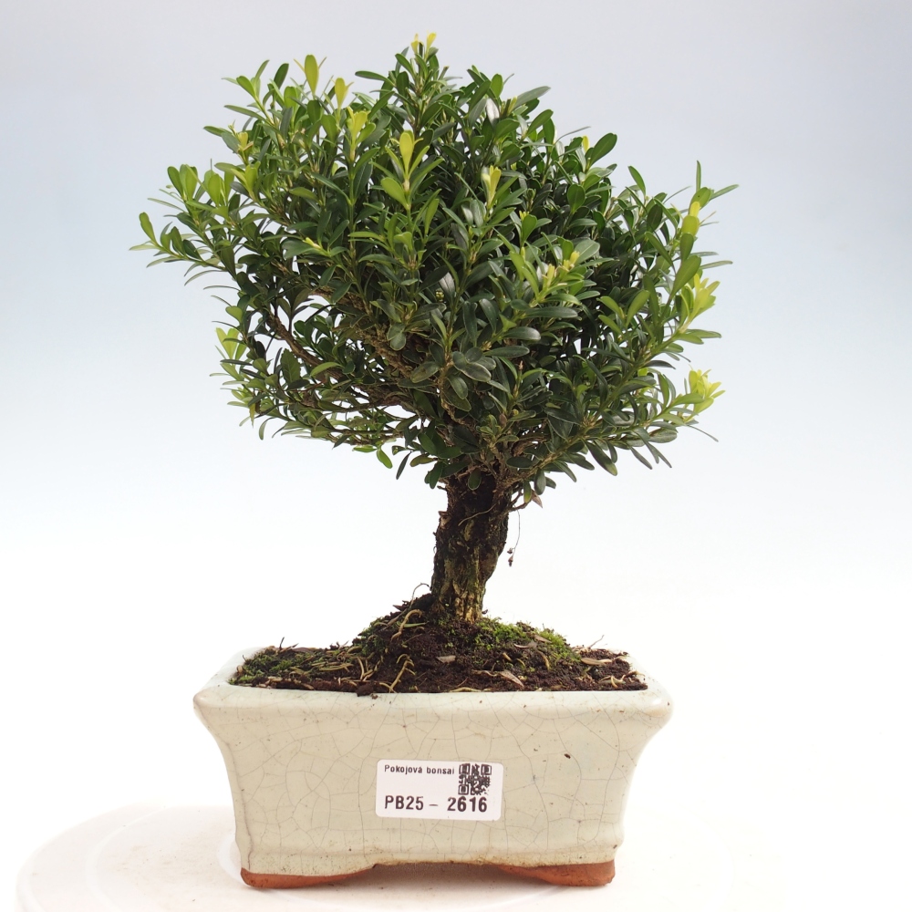 Zimmer Bonsai - Buxus harlandii - Kork Buchsbaum