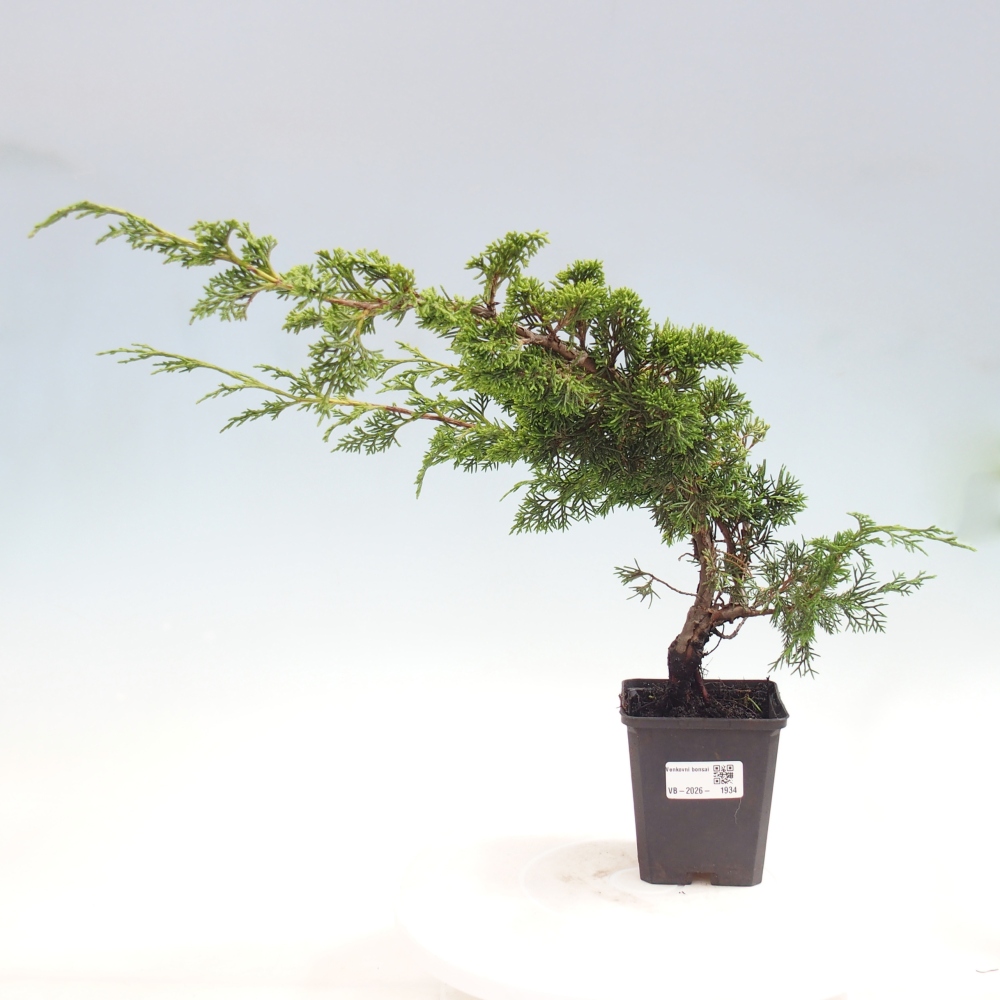 Bonsai für draußen - Juniperus chinensis Itoigawa