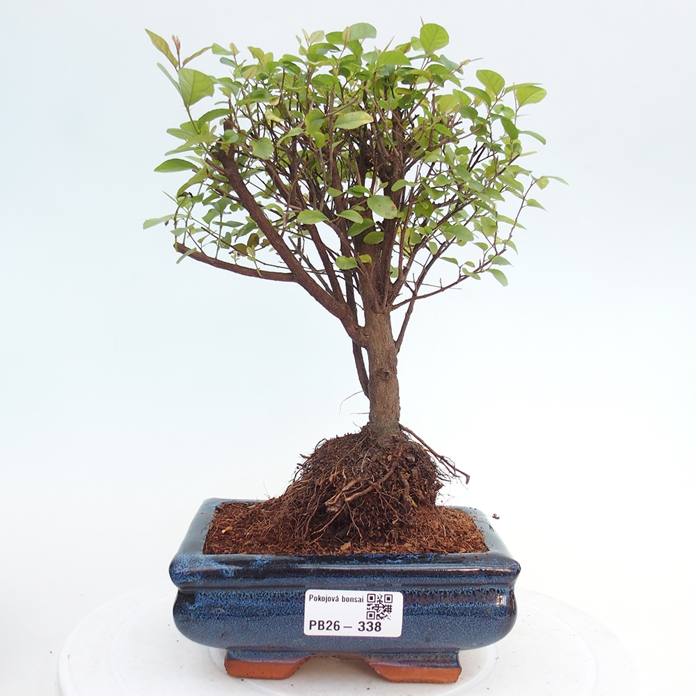 Zimmer Bonsai - Sageretia thea - Sageretia thea