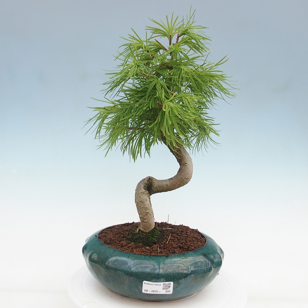 Bonsai im Freien - Löwenzahn - Pseudolarix amabis
