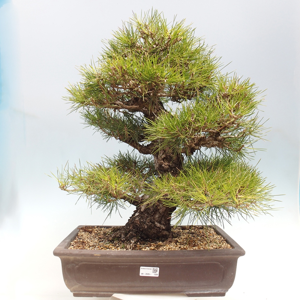 Bonsai für draußen - Pinus thunbergii - Thunberg-Kiefer