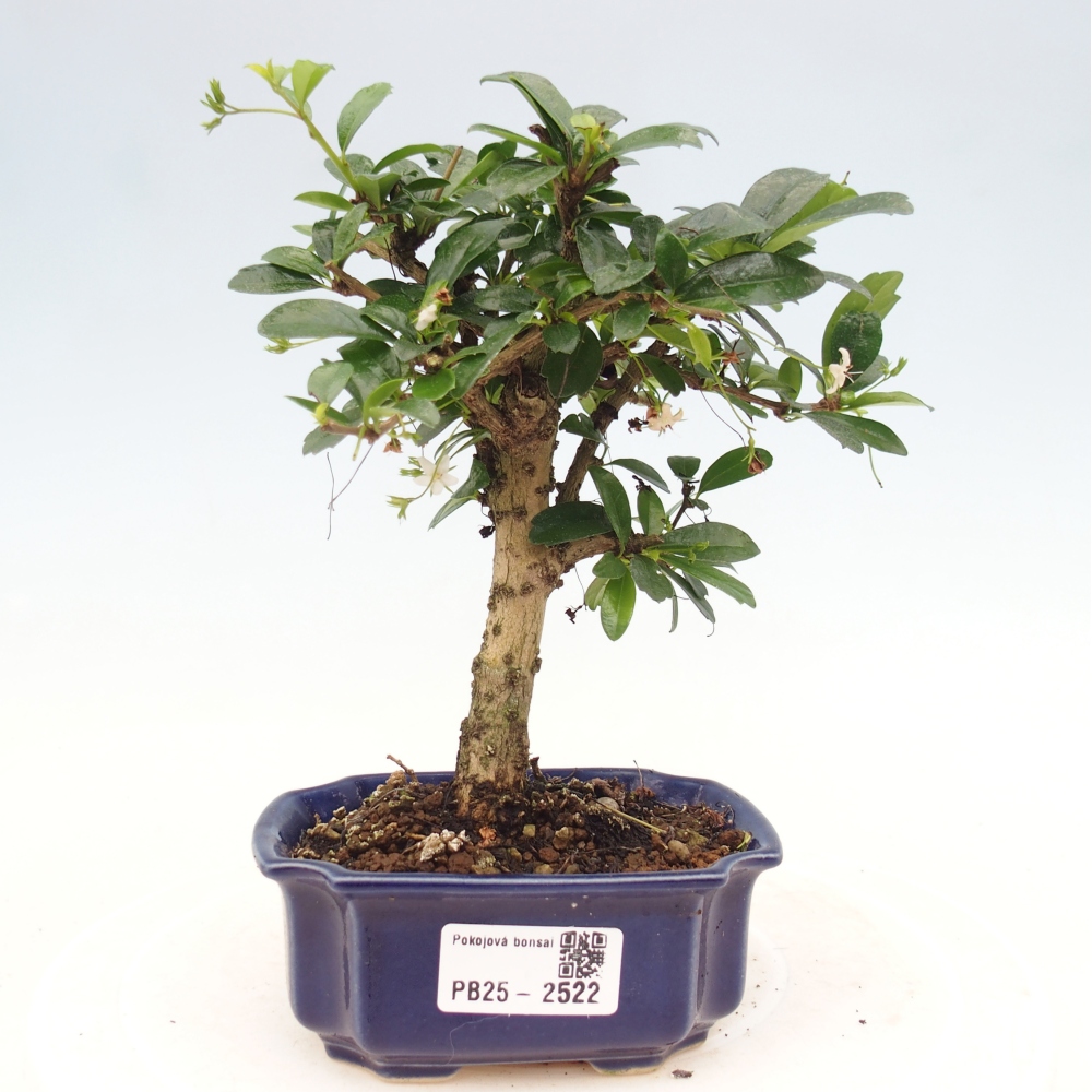 Zimmerbonsai - Carmona Macrophylla - Fuki-Tee