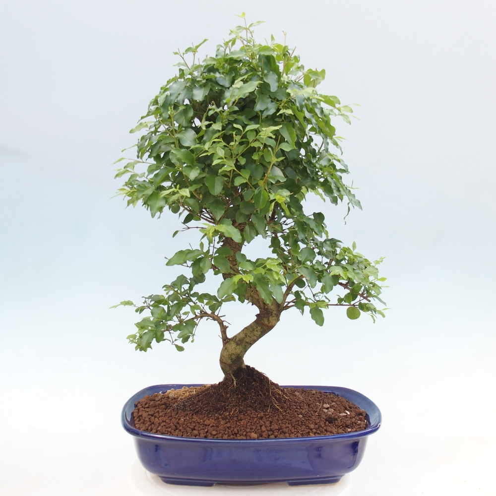 Zimmer Bonsai -Ligustrum chinensis - Vogelschnabel
